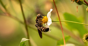 3rd Oct 2020 - Giant Bee After the Pollen!