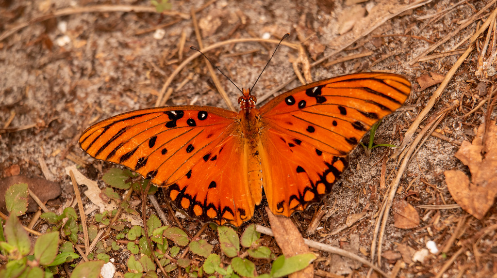 Gulf Fritillary Butterfly on the Ground! by rickster549