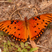 Gulf Fritillary Butterfly on the Ground! by rickster549