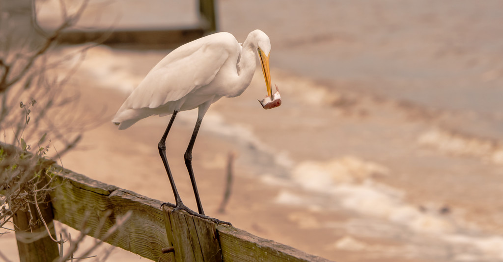Egret Grabbing a Snack! by rickster549