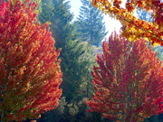 3rd Oct 2020 - Fall Colors
