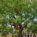 Another Camphor tree by ludwigsdiana