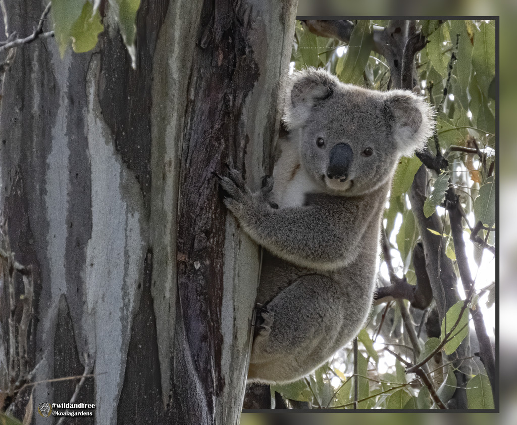 Swaggie is ok by koalagardens