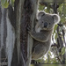 Swaggie is ok by koalagardens