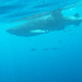 A Whale Shark!  by ingrid01