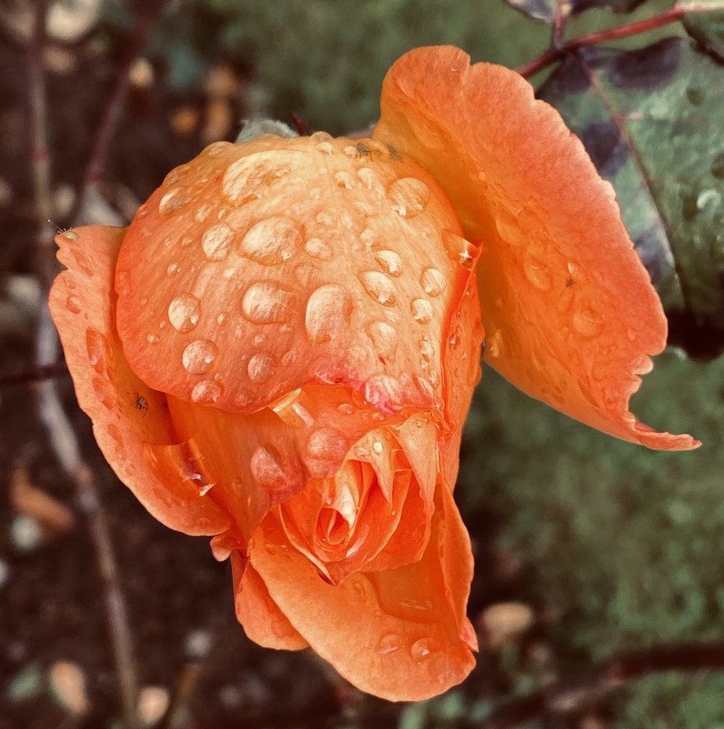 Raindrops (and aphids) on roses by tinley23