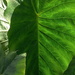 Leaf by redandwhite