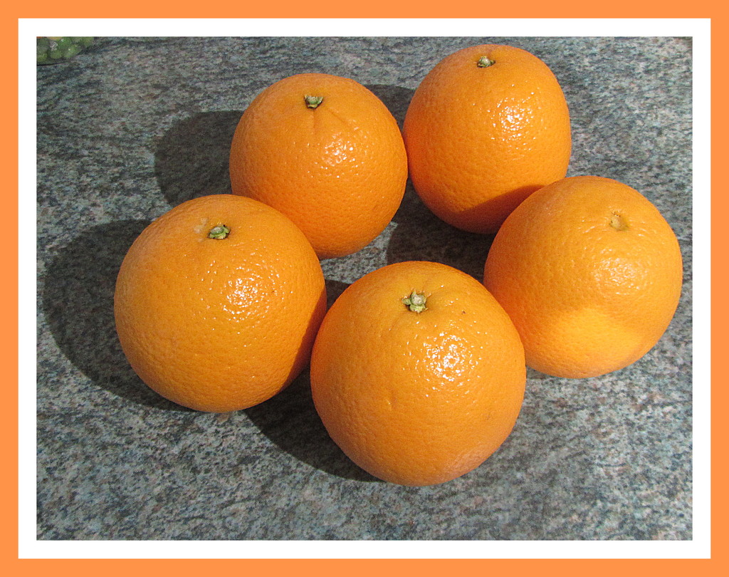 Five healthy Jaffa Oranges. by grace55