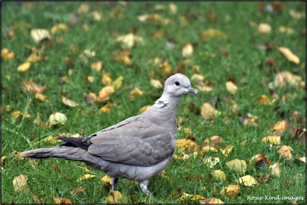 A young collared dove by rosiekind