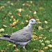 A young collared dove by rosiekind