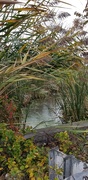 2nd Oct 2020 - The Mill River in the rain.