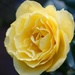 sunshine in a rose by quietpurplehaze