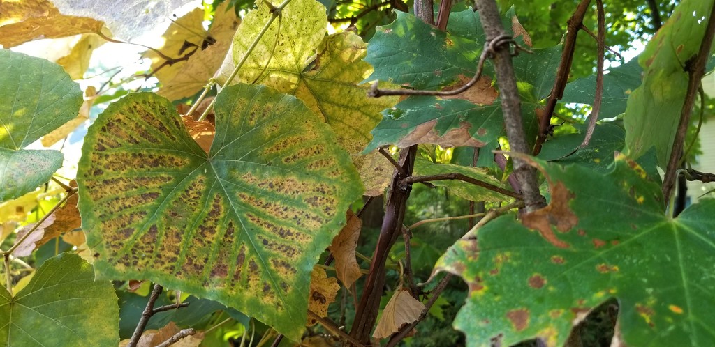 Grape Leaves by meotzi