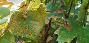 3rd Oct 2020 - Grape Leaves