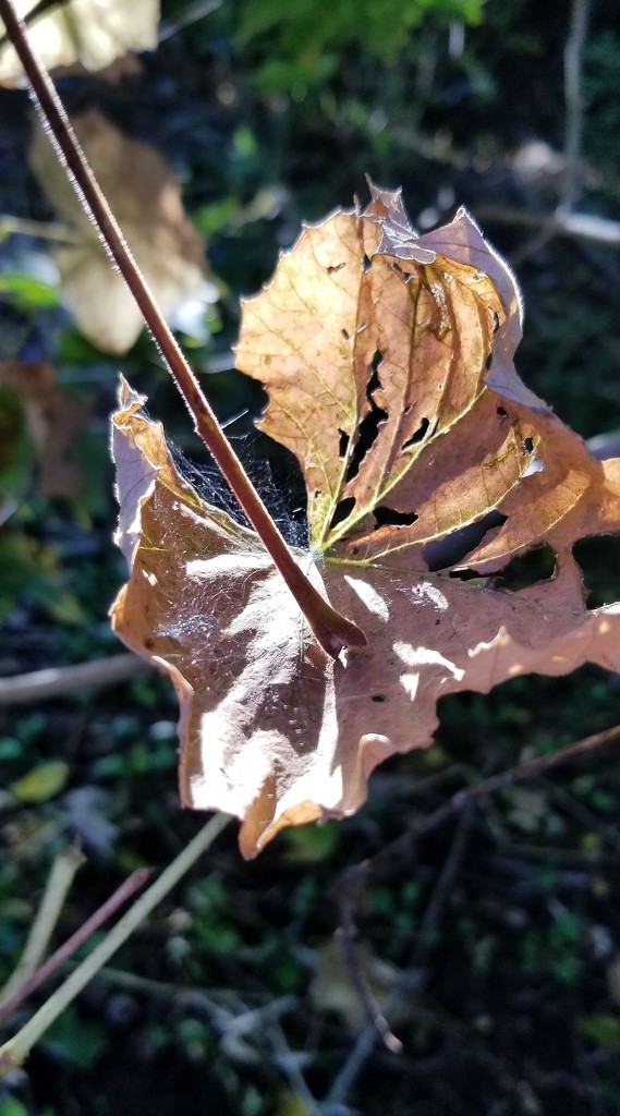 Dead Leaf with Spider Web by meotzi