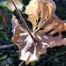Dead Leaf with Spider Web by meotzi