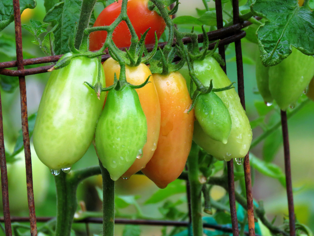 Plum Tomatoes by seattlite