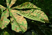 4th Oct 2020 - Horse Chestnut Leaves