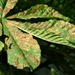 Horse Chestnut Leaves by fishers