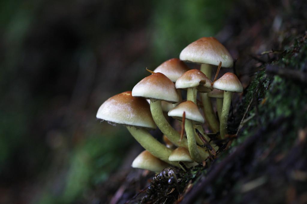 forest fungi by callymazoo