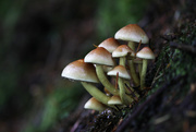 2nd Oct 2020 - forest fungi
