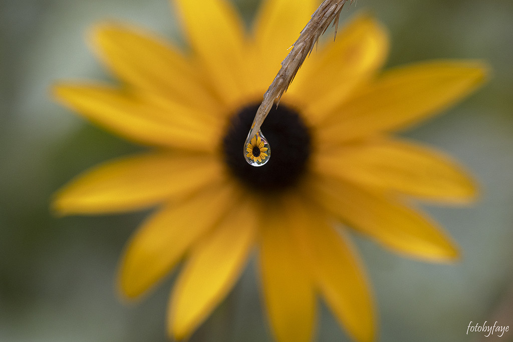 The perfect droplet by fayefaye