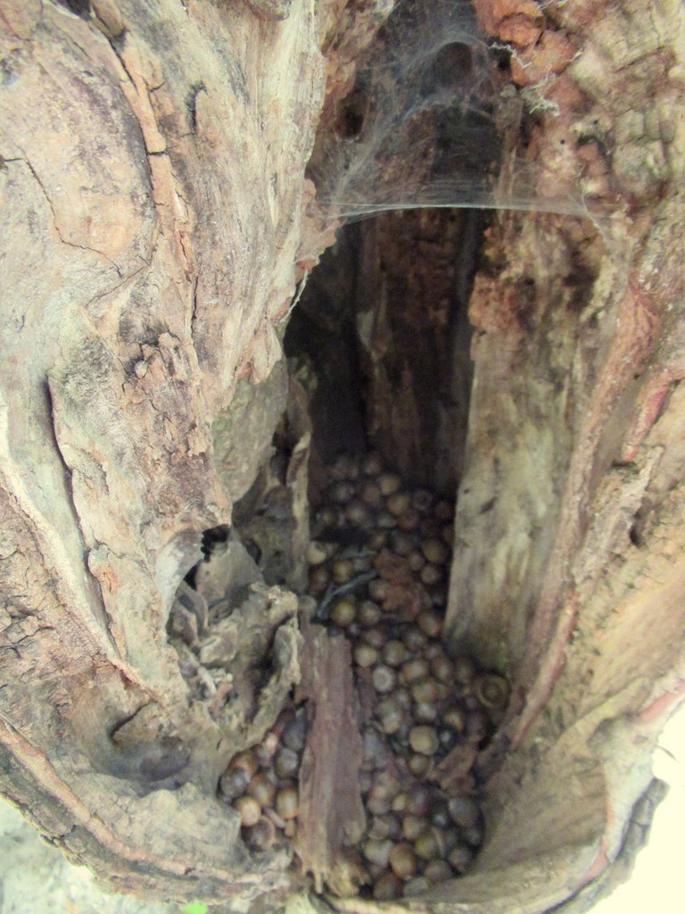 A tree cavity full of acorns by bruni