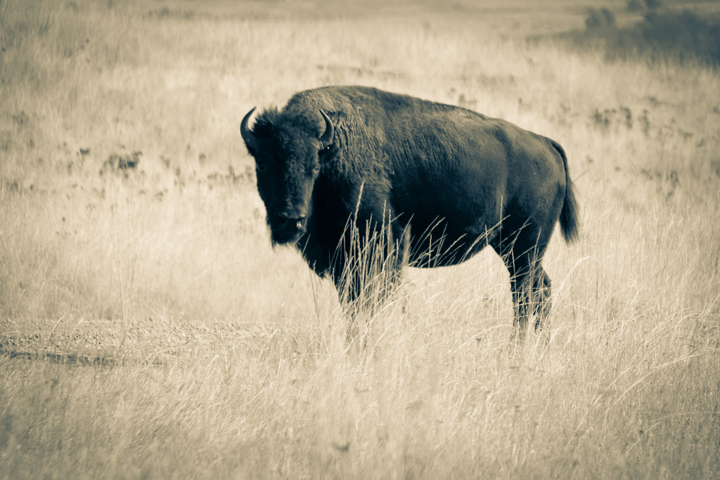Grazing Buffalo by 365karly1