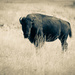 Grazing Buffalo by 365karly1