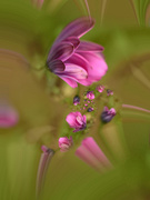 4th Oct 2020 - Flowers abstracted.......
