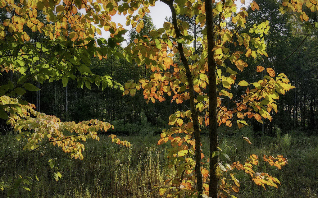 Fall Color by kvphoto