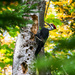 Pileated woodpecker by novab