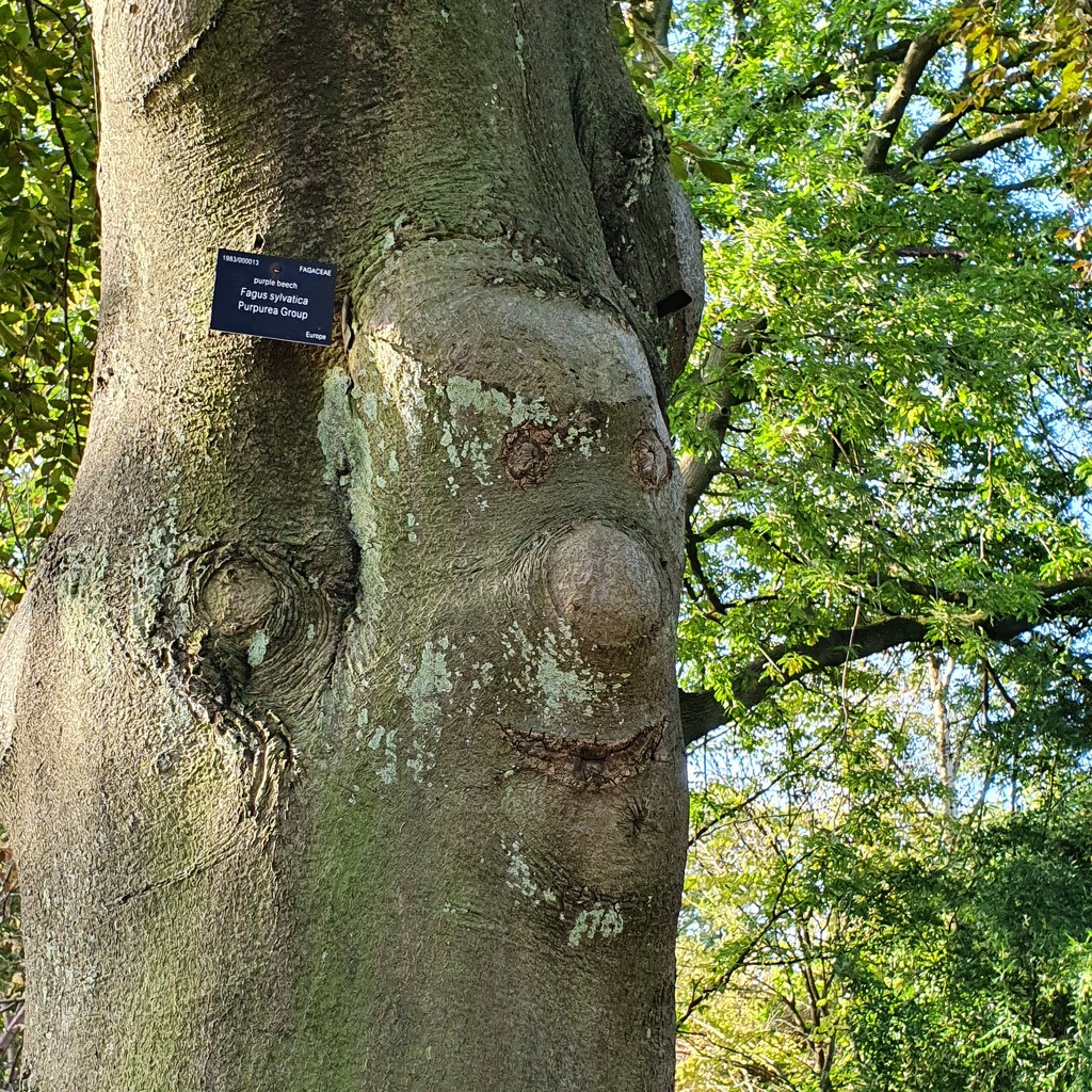 Tree with a face  by isaacsnek