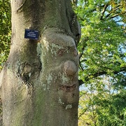 29th Sep 2020 - Tree with a face 