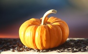4th Oct 2020 - Mini Pumpkin