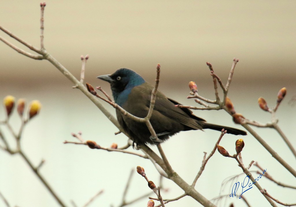 Common Grackle  by flygirl