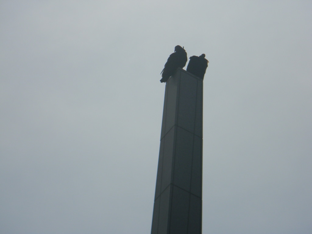 Two Vultures on Tower  by sfeldphotos