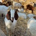 Goats Protecting Us by shutterbug49
