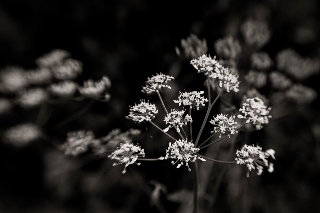 Umbellifers... by vignouse