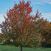 Fall colors near the soccer fields by larrysphotos