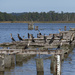 Cormorants In Abundance by timerskine