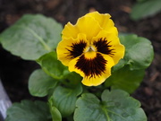 4th Oct 2020 - First pansy in the garden