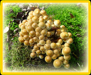 5th Oct 2020 - Hypholoma fasciculare