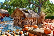 4th Oct 2020 - The “Art of the Pumpkin” at the Dallas Arboretum 
