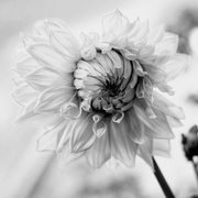 20th Sep 2020 - Dahlia B&W