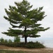 Lone Pine by selkie