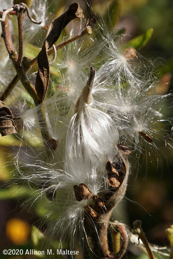 Aging Milkweed by falcon11