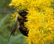 16th Sep 2020 - Pollinator
