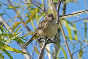 4th Oct 2020 - Migrating Palm Warbler