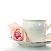 tea rose, a study in high key by summerfield